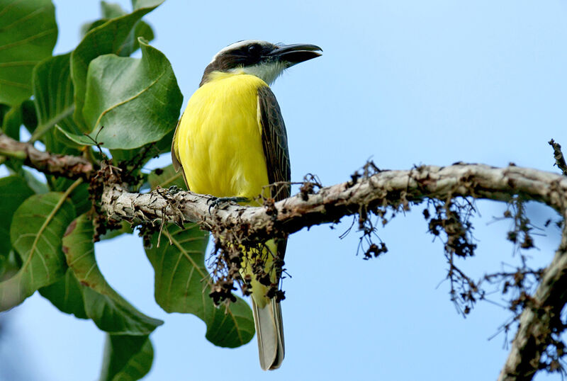 Tyran pitangua, identification