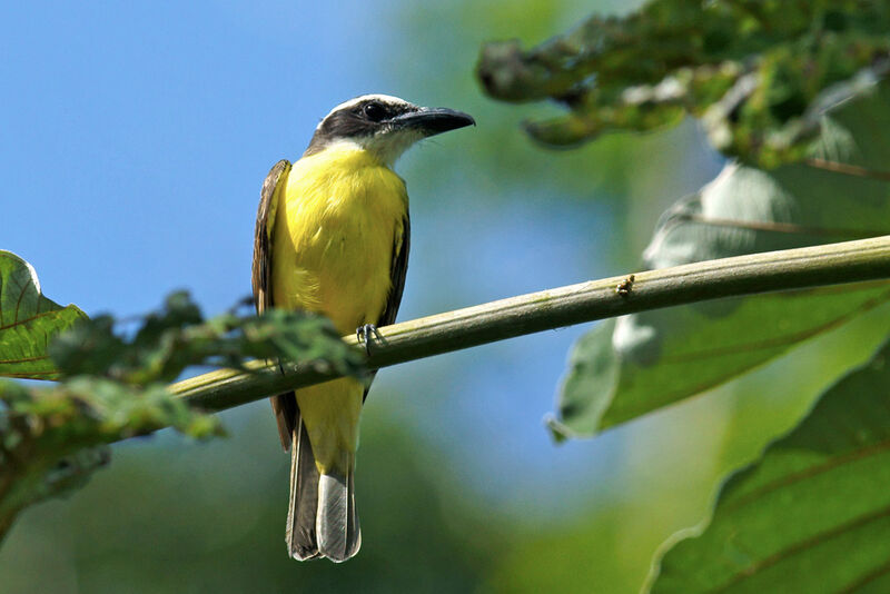 Boat-billed Flycatcher