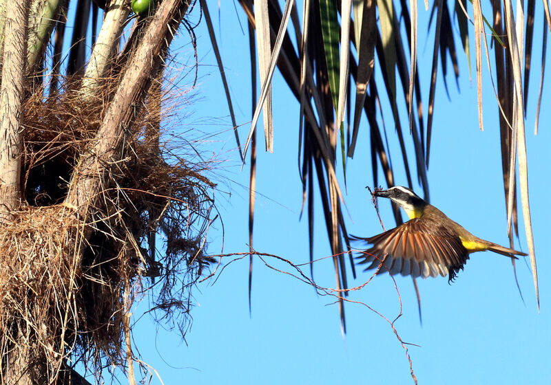 Great Kiskadee, Reproduction-nesting