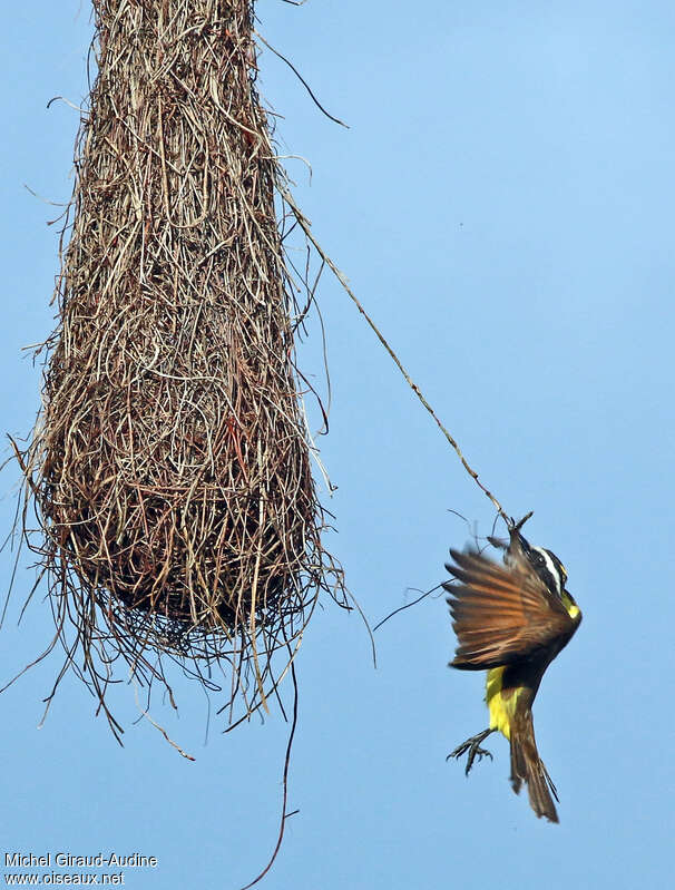 Great Kiskadeeadult, Reproduction-nesting, Behaviour