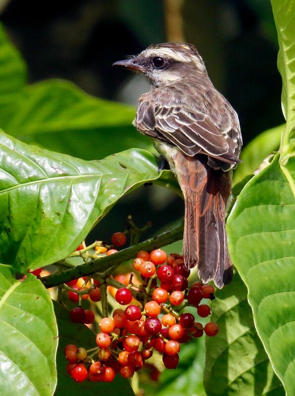 Variegated Flycatcher