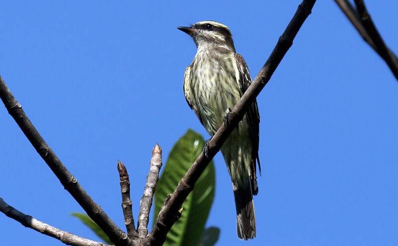 Variegated Flycatcher