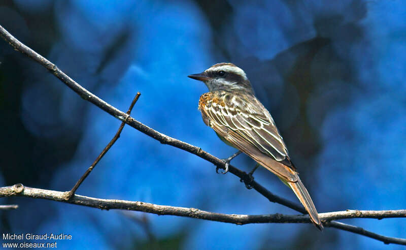 Variegated Flycatcheradult, pigmentation, Behaviour