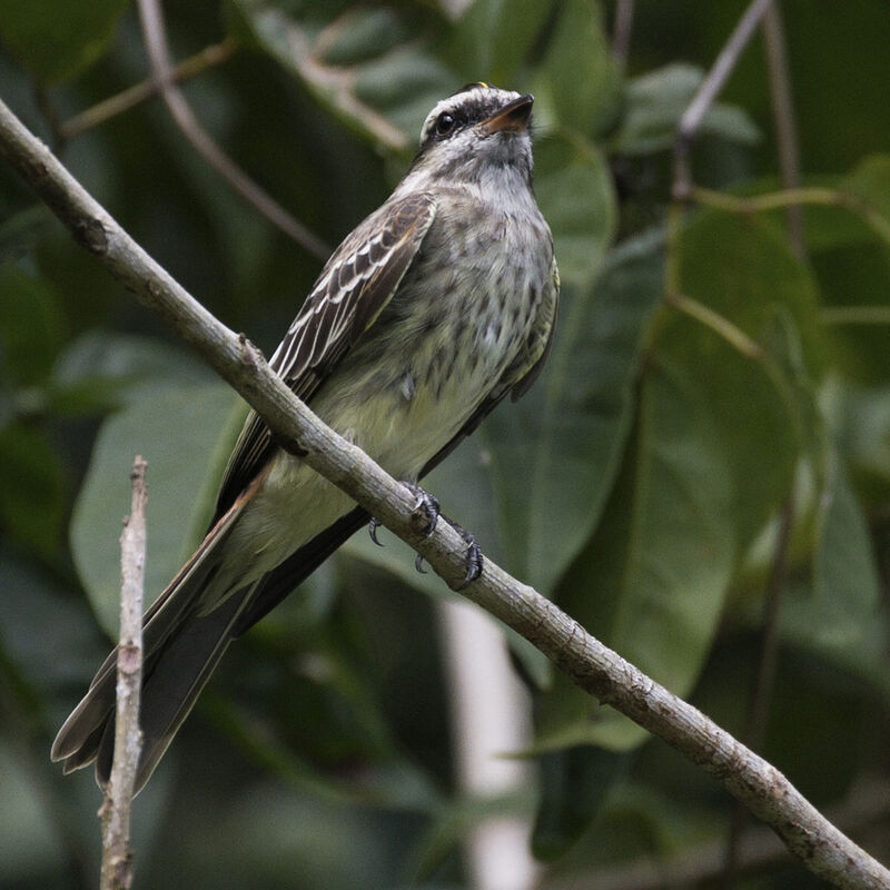 Tyran tacheté, identification