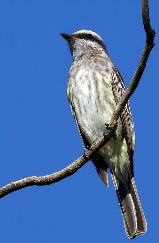 Variegated Flycatcher, identification