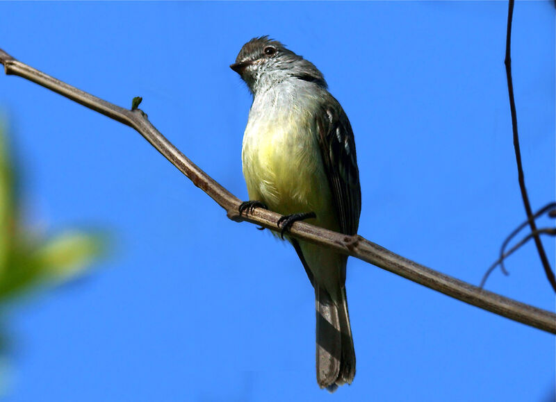 Tyranneau des palétuviers, identification