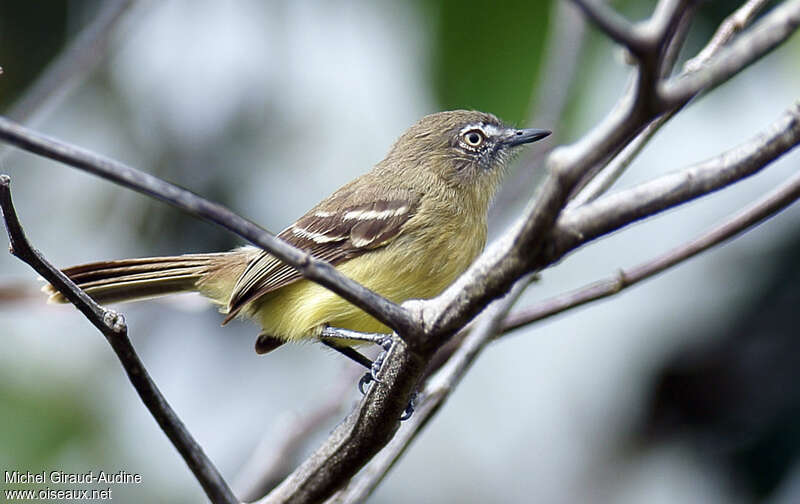 Pale-tipped Ineziaadult, identification