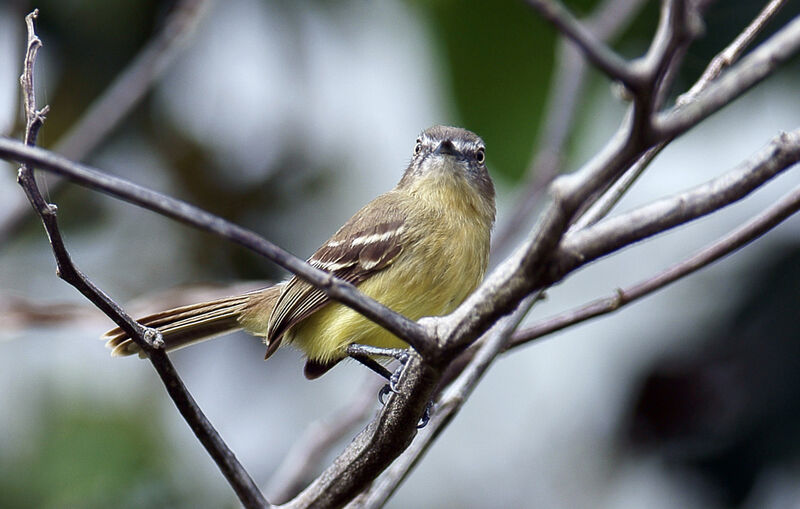 Pale-tipped Ineziaadult