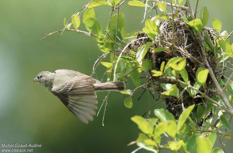 Southern Beardless Tyrannuletadult, Flight, Reproduction-nesting