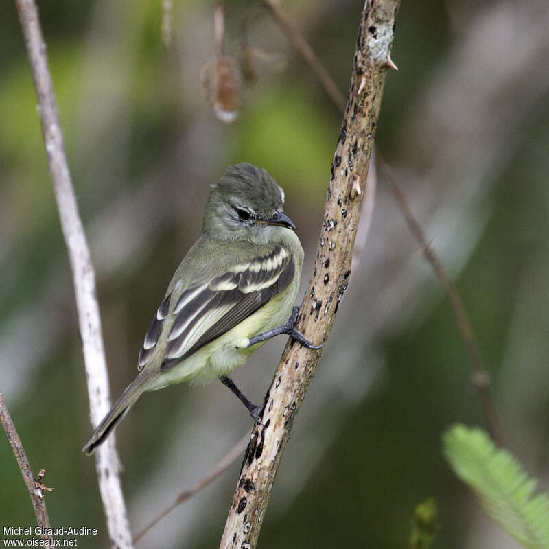 Tyranneau passegris, identification