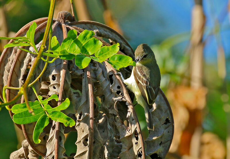 Southern Beardless Tyrannuletadult, Reproduction-nesting