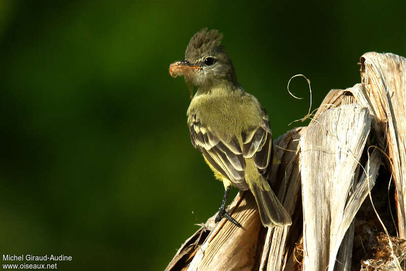 Southern Beardless Tyrannuletadult