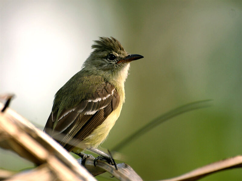 Southern Beardless Tyrannulet