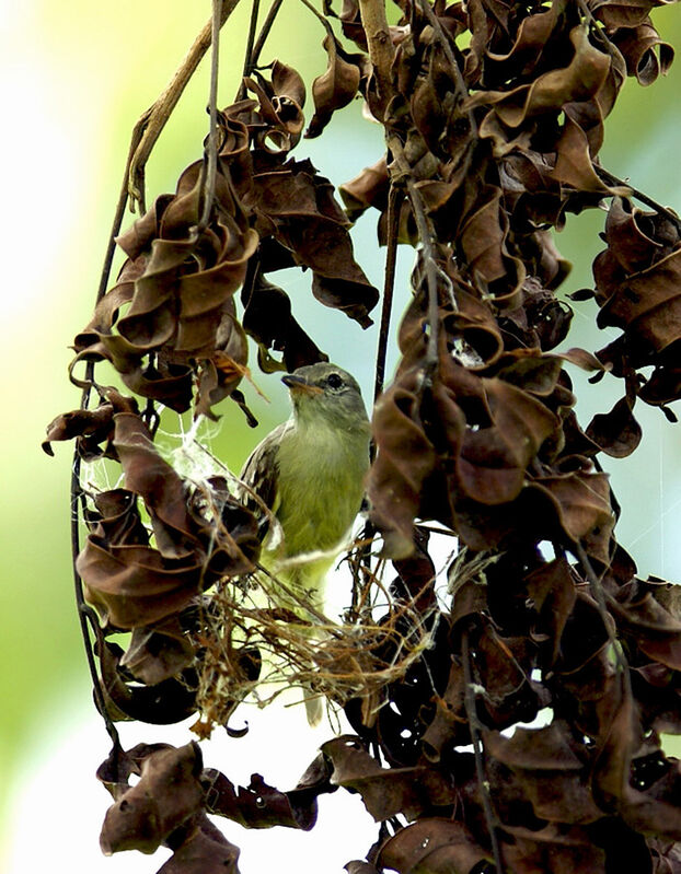 Southern Beardless Tyrannulet