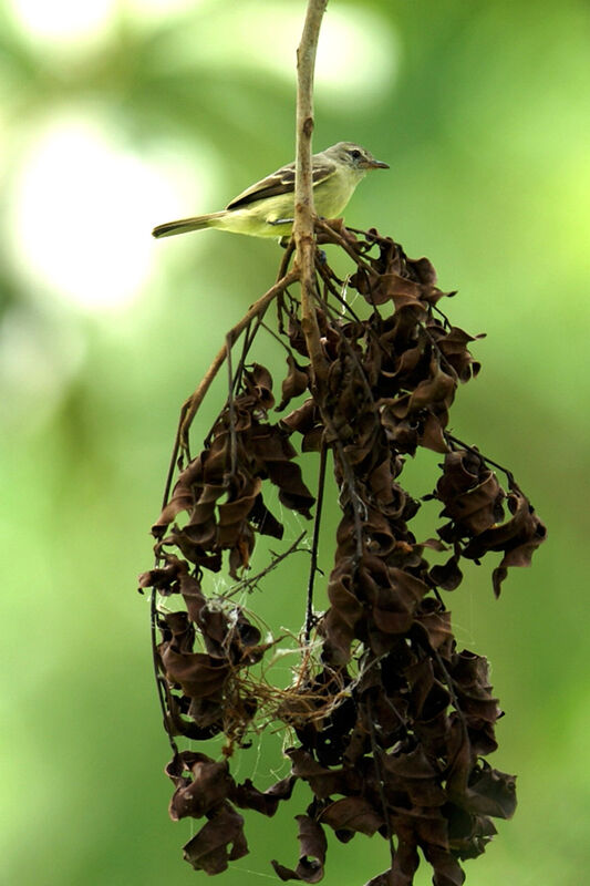 Southern Beardless Tyrannulet