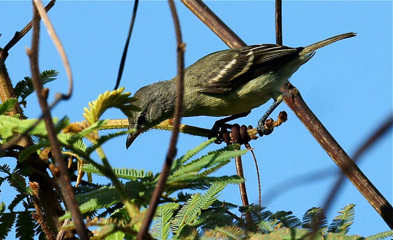 Tyranneau passegrisadulte