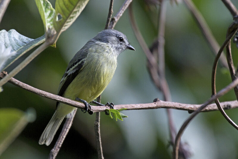 Yellow-crowned Tyrannulet