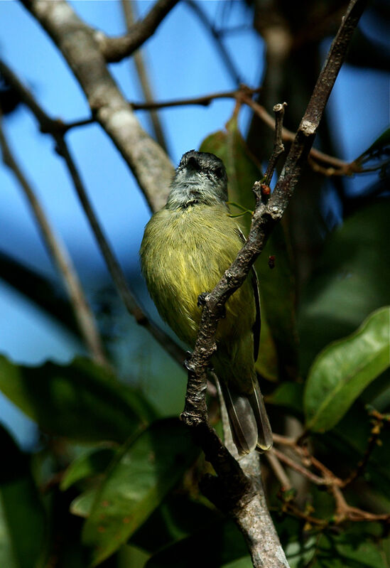 Yellow-crowned Tyrannulet