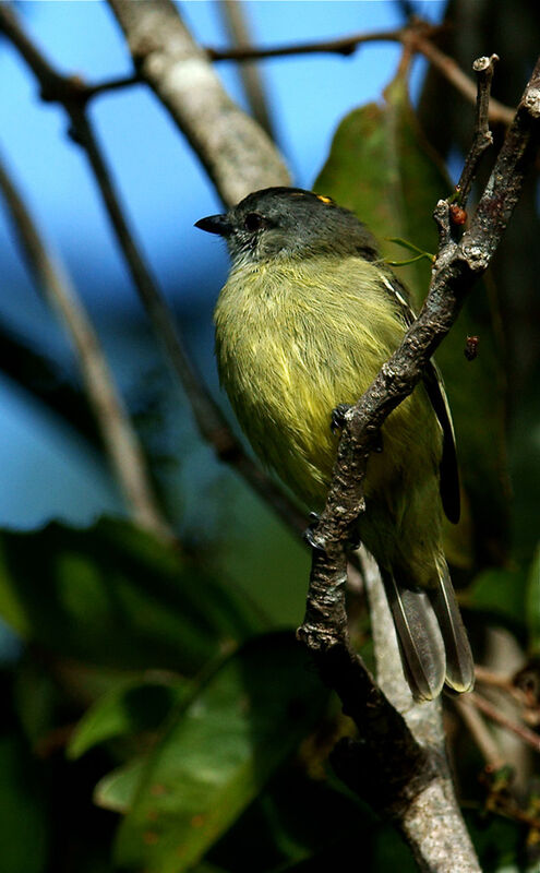 Tyranneau roitelet, identification