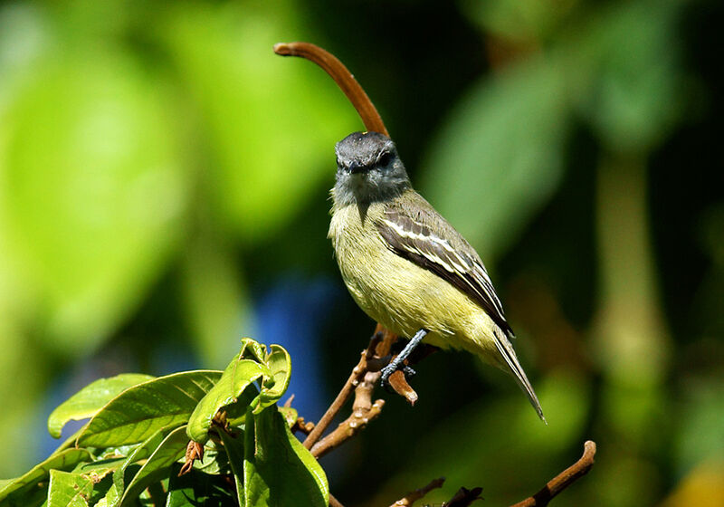 Yellow-crowned Tyrannulet, identification