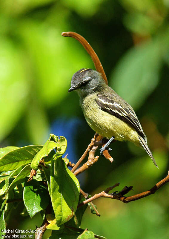 Yellow-crowned Tyrannuletadult, identification