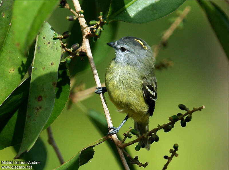 Yellow-crowned Tyrannuletadult, identification