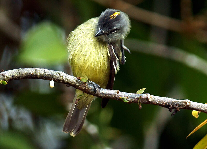 Tyranneau roitelet, identification