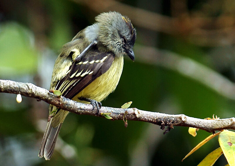 Yellow-crowned Tyrannulet, identification