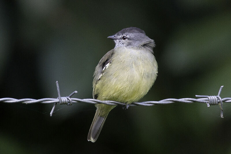 Yellow-crowned Tyrannulet