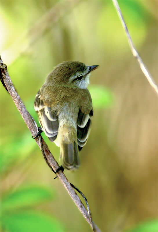 Southern Mouse-colored Tyrannulet, identification