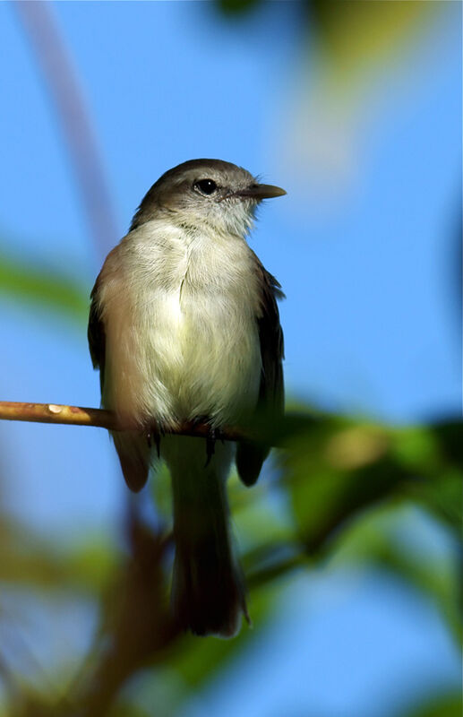 Tyranneau souris, identification