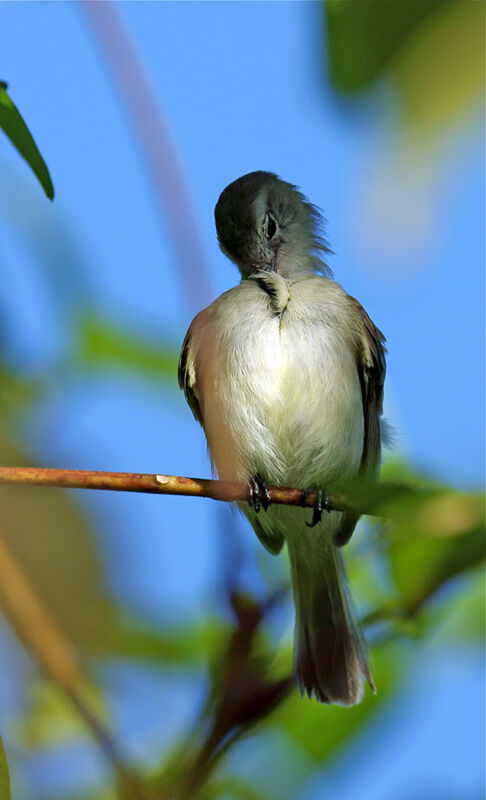 Southern Mouse-colored Tyrannulet, identification