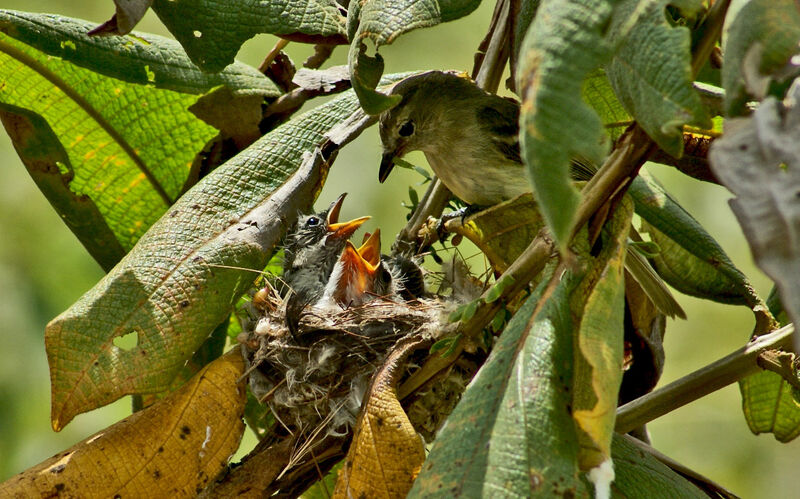 Southern Mouse-colored Tyrannulet, Reproduction-nesting