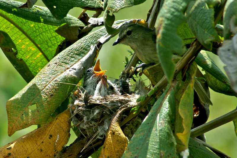 Tyranneau souris, identification