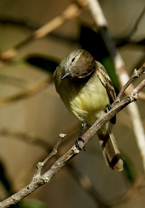 Southern Mouse-colored Tyrannulet