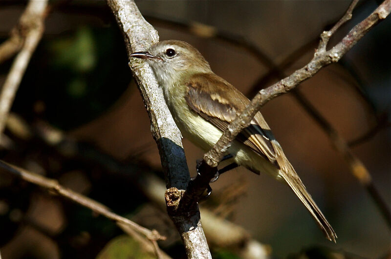 Tyranneau souris, identification