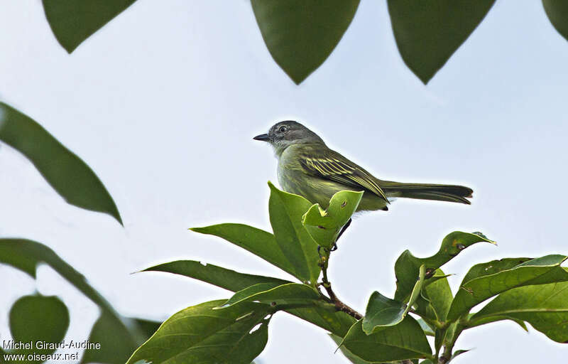 Guianan Tyrannuletadult, fishing/hunting