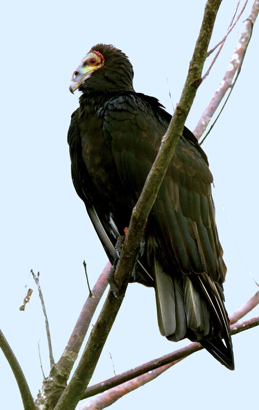 Lesser Yellow-headed Vulture