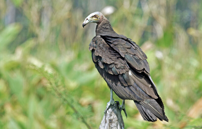 Lesser Yellow-headed Vultureimmature