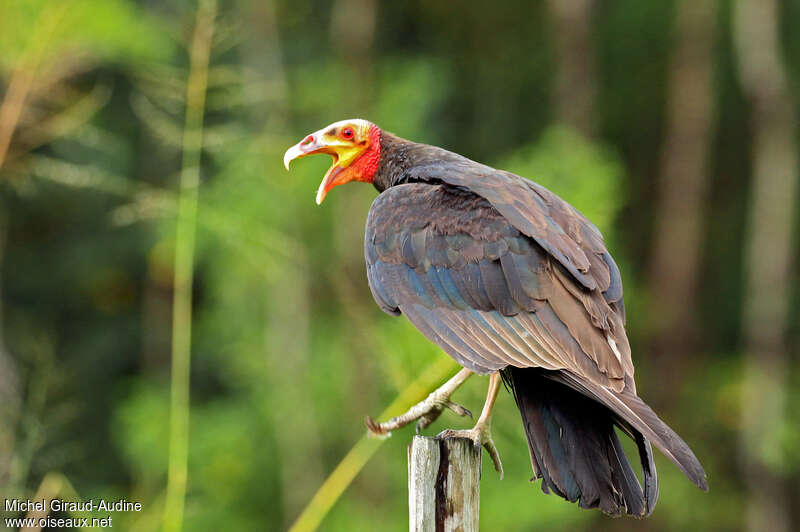 Urubu à tête jauneadulte, chant