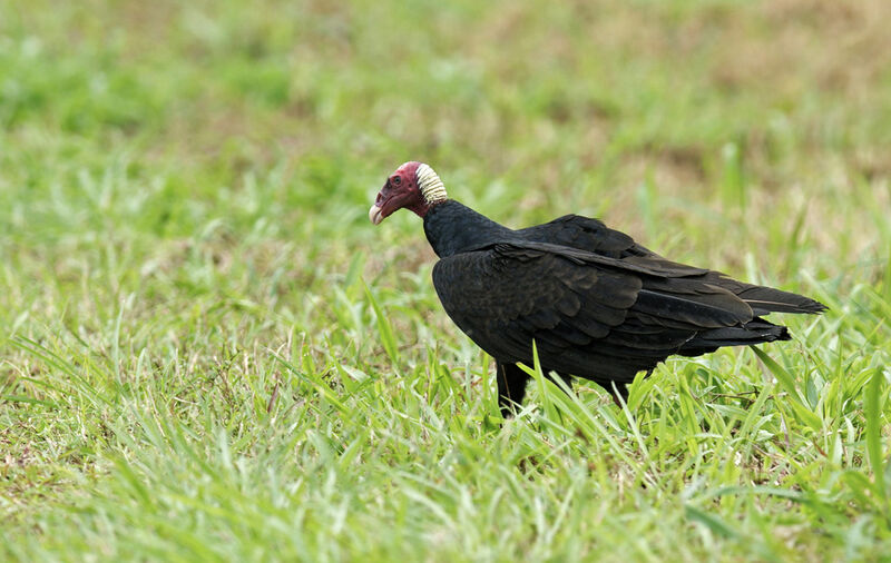 Urubu à tête rougeadulte, identification