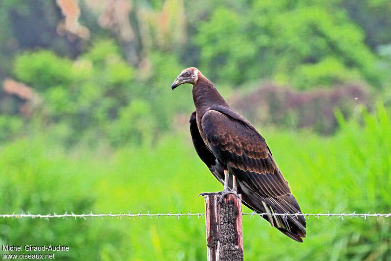 Urubu à tête rougejuvénile, identification