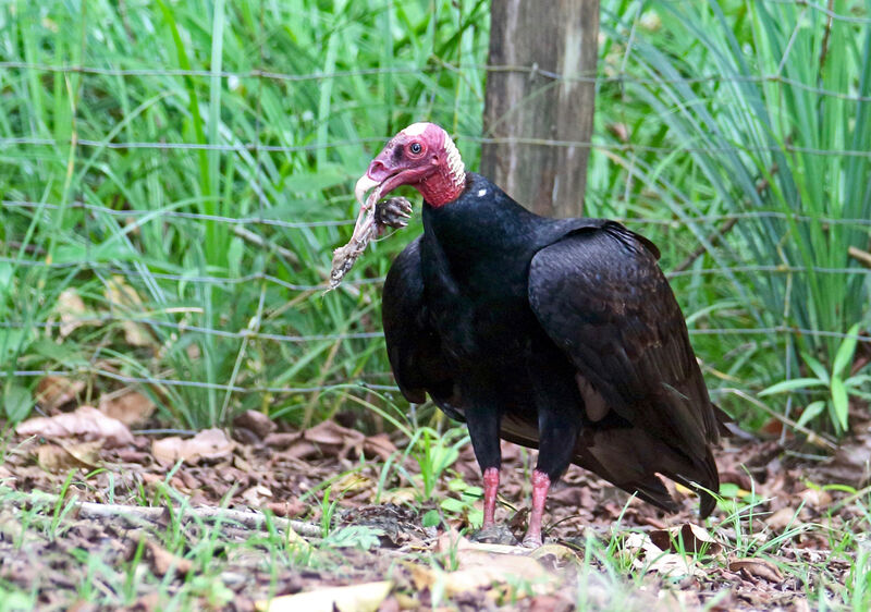 Urubu à tête rougeadulte, mange