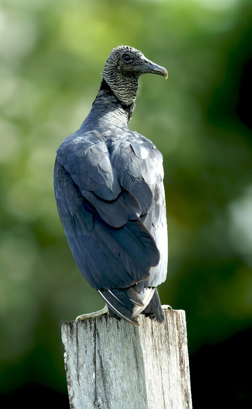 Black Vulture