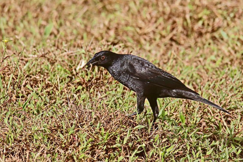 Vacher géantadulte, mange