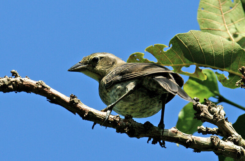 Shiny Cowbird