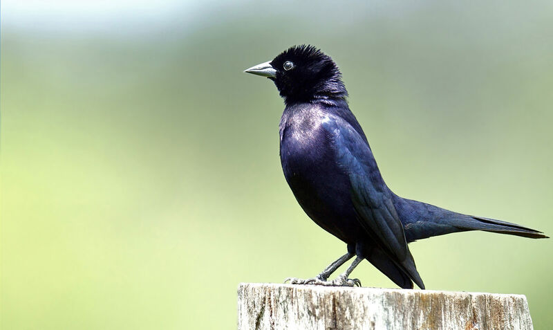 Shiny Cowbird male adult