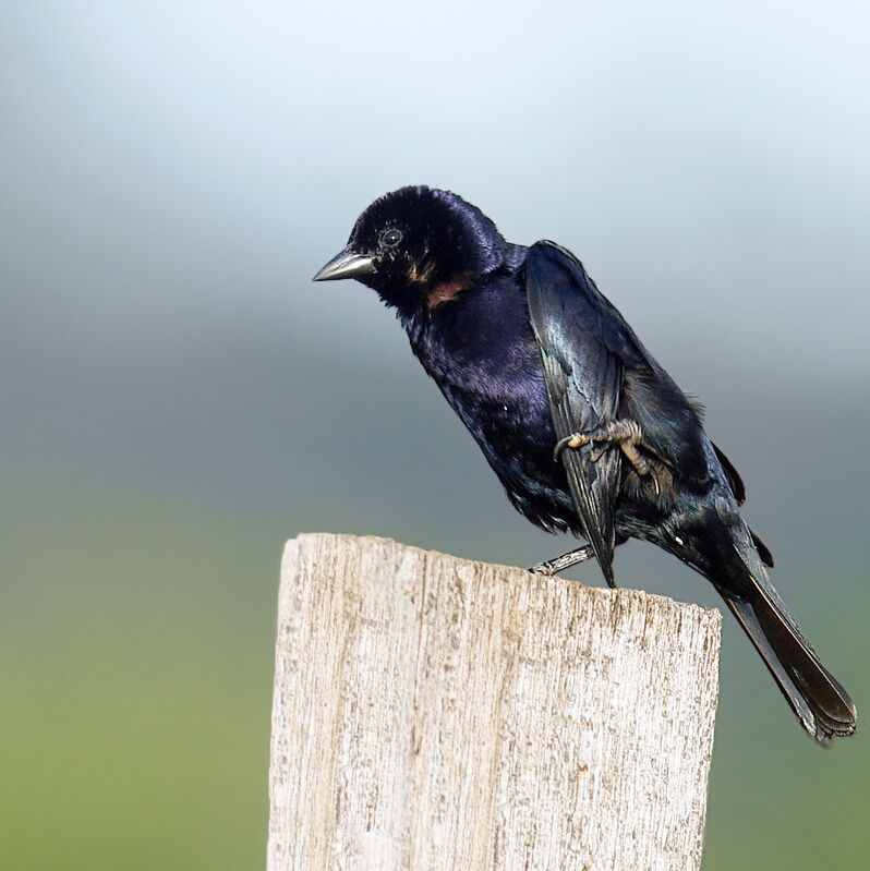 Shiny Cowbird male adult