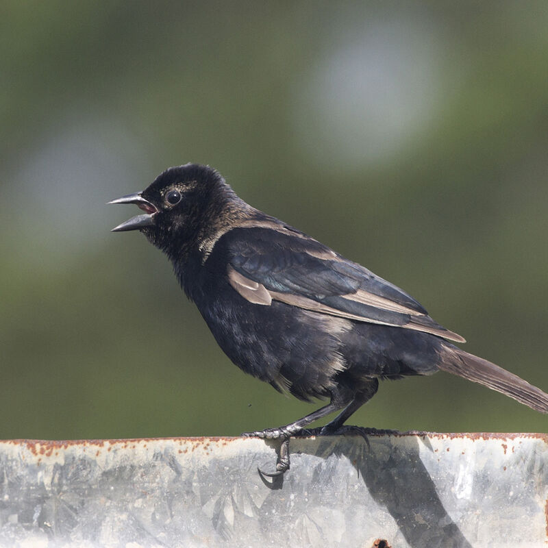 Shiny Cowbird male immature