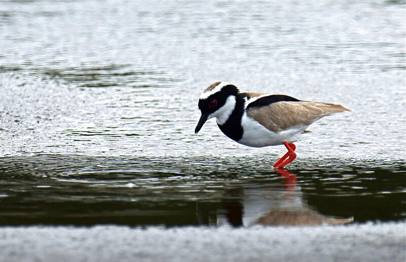 Pied Plover